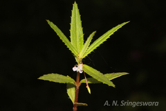 Impatiens kotebettii